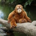 Rappa Plyšová opice orangutan 27 cm ECO-FRIENDLY