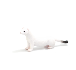 Mojo Lasice hranostaj zimní srst