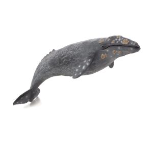 Mojo Plejtvákovec šedý