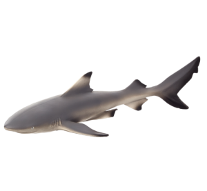 Mojo Žralok černoploutvý