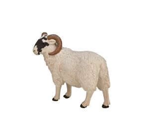 Mojo Hampshire beran