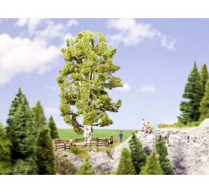 Noch Bříza dvoukmenná