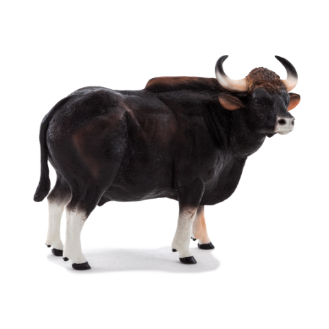 Mojo Gaur býk