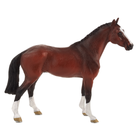 Mojo Holandský teplokrevník