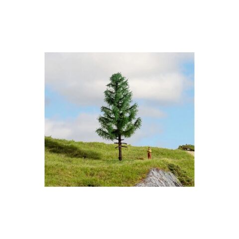 Noch Smrk vysoký kmen